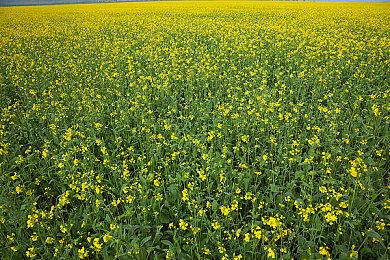 《幻兽帕鲁》开发成本达10亿日元 最初仅有四位开发者